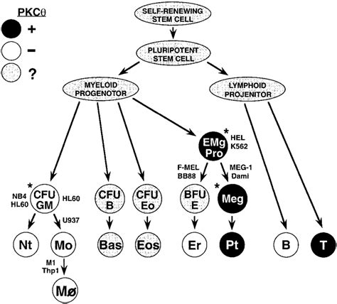 A Schematic Model For Pkc Expression During Hematopoiesis This Model