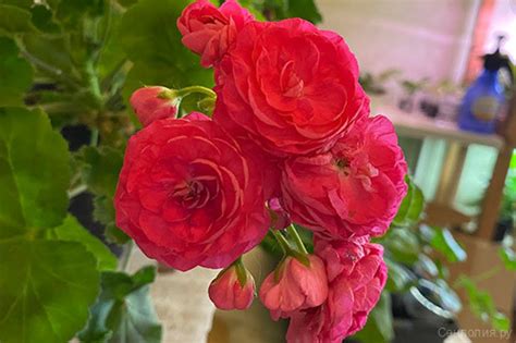 Dynasty Daji (Династи Даджи)