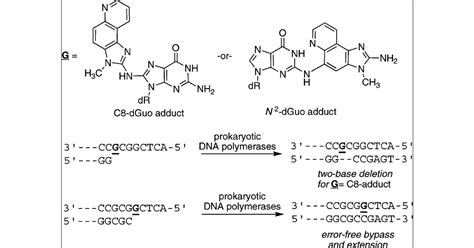 Translesion Synthesis Past The C8 And N2 Deoxyguanosine Adducts Of The