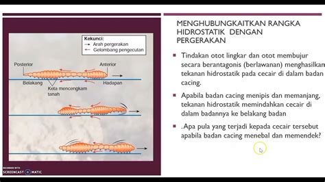 Nota Sains Tingkatan 4 Bab 6 Sokongan Pergerakan Dan Pertumbuhan Sains Tingkatan 4 Topik 6 1