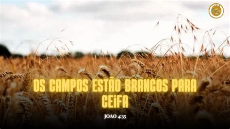 Os Campos Estao Brancos - 5