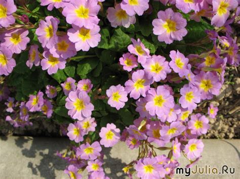 Примула Юлии 'Ванда' Primula Juliae Hybrids 'Wanda': Альбом ...