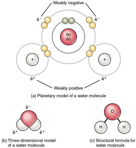 unit  atoms  molecules douglas college human anatomy