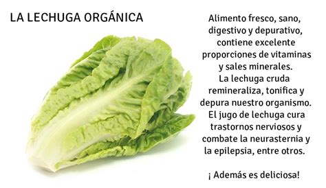 Beneficios De La Lechuga Org Nica Presentado Por Frutas Y Flickr