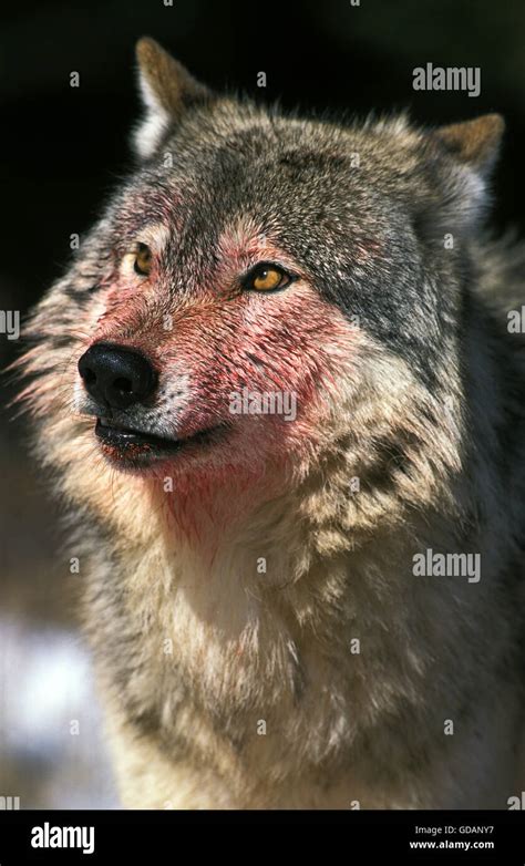 Blood Covered Wolf