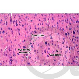 Mammal Cerebral Cortex Neuron X Neuron Mammals Mammals