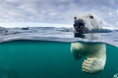 ¿sabías Que El Pelaje Del Oso Polar No Es Realmente Blanco