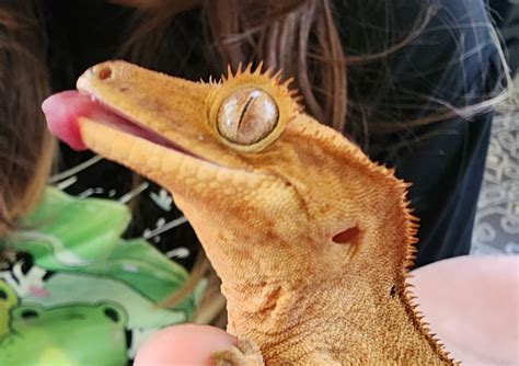 tips for iguana scared indoors 4