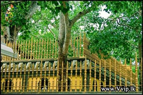 Jaya Sri Maha Bodhi Tree