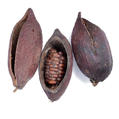 Cacao Fruit Raw Cacao Beans Cocoa Pod Isolated On White Background