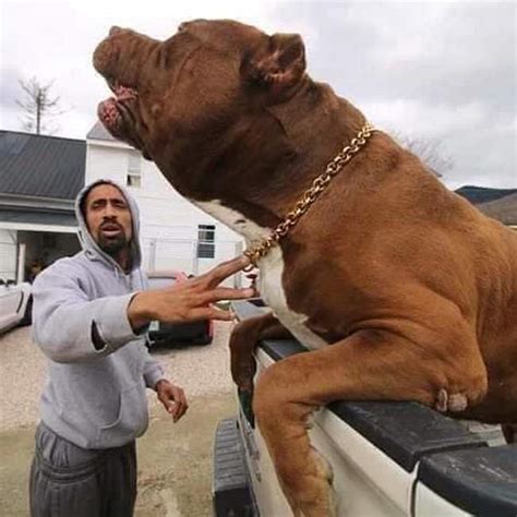 Hulk O Maior Pit Bull Do Mundo Geral Ligado