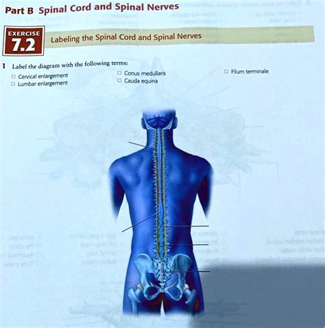 SOLVED EXERCISE Labeling The Spinal Cord And Spinal Nerves 7 2 Label