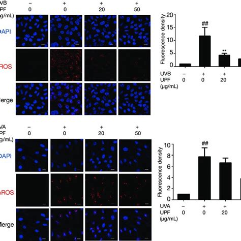 Effect Of Upf On Uv Induced Hacat Cells And Hff 1 Cells Senescence A