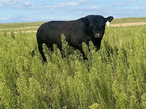 Pharo Cattle Company - We recently had “New Customers” become Herd