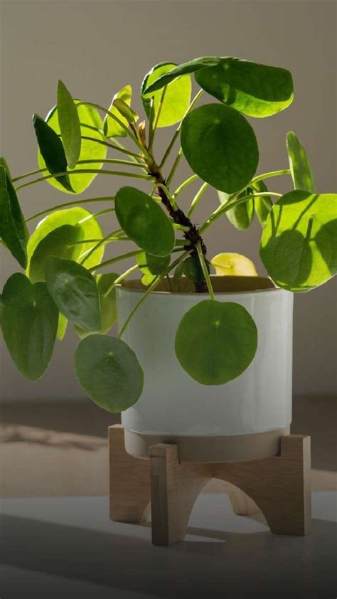 7 Mind-Blowing Benefits Of Keeping Money Plant At Home