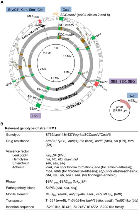 Genome Comparisons Of St Mrsa Strain Pm With Two Other S Aureus