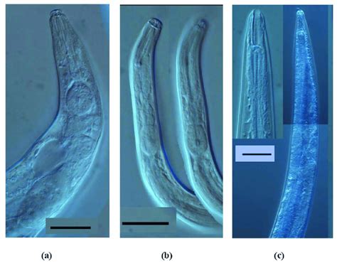 Diagnostic Features Of Adults Of Nematodes Species Found Inside Male