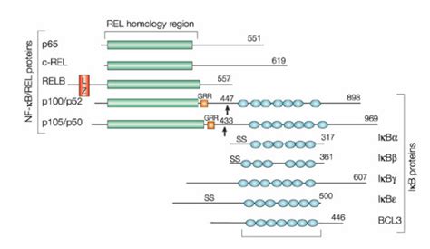 NF κB and IκB proteins A schematic representation of various domains