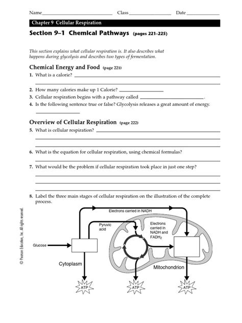 Cellular Respiration Chart Worksheet