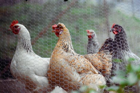 Chickens Photos, Download The BEST Free Chickens Stock Photos & HD Images