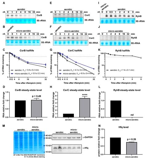 Ijms Free Full Text Combined Transcriptomic And Proteomic Profiling