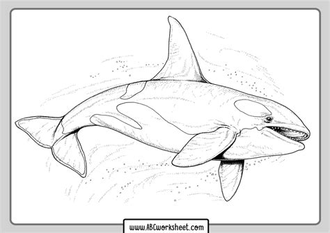 Orca Killer Whale Coloring Pages