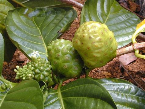 Morinda - Alchetron, The Free Social Encyclopedia