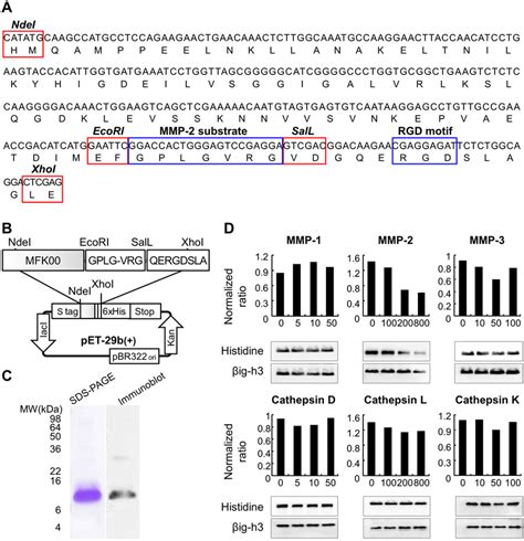 Identification Of Matrix Metalloproteinase Mmp Specific Cleavage