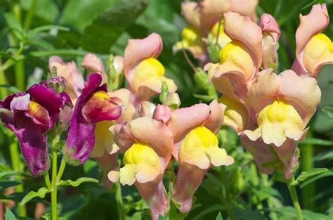 Cuidados Esenciales Para El Antirrhinum Majus Gu A Completa