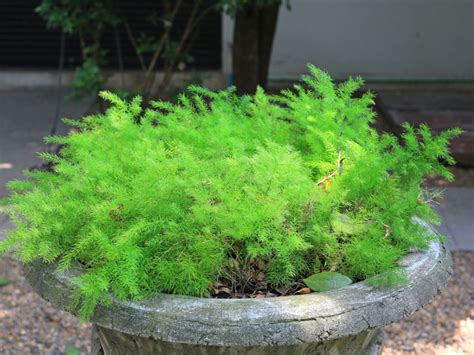 Asparagus Fern Care How To Grow Asparagus Ferns