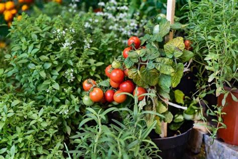 Remedios Naturales Para Proteger Tus Plantas De Los Pulgones