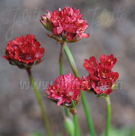Armeria pseudoarmeria 'Ballerina Red' | Bruckeveld