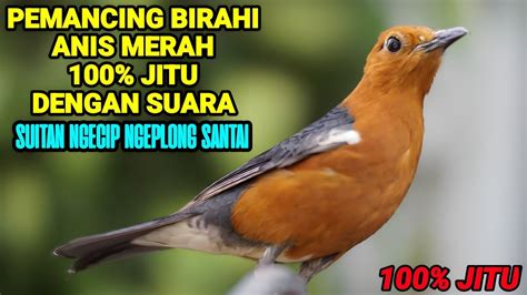 SUARA ANIS MERAH BELAJAR NGEPLONG DAN SUITAN NRATAK BETINA 100 AMPUH