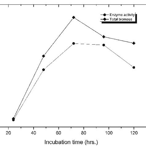 Amylolytic Enzyme Activity Pattern Of The Isolate And Its Relationship