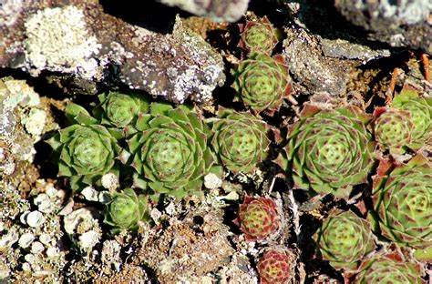 Best Rock Garden Plants For Sun Or Shade