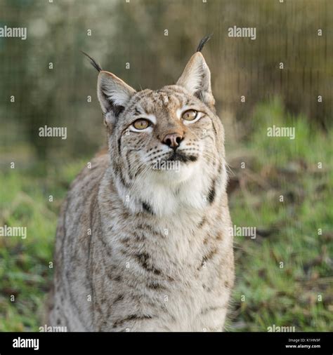 Orejas de lince fotografías e imágenes de alta resolución Alamy