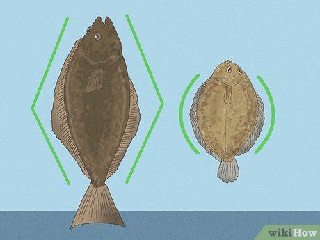 Flounder Vs Halibut Differences In Taste Appearance