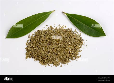 Yerba Mate Dried Leaves Ilex Paraguariensis Mate Getrocknete