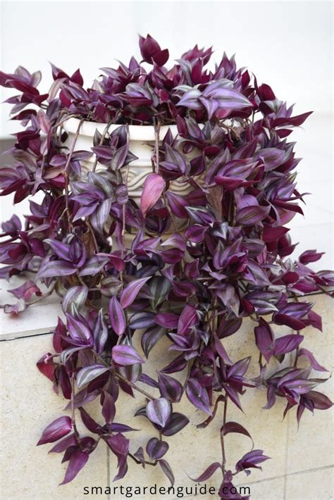 Purple Inch Plant Care Near Grand Logbook Gallery Of Photos