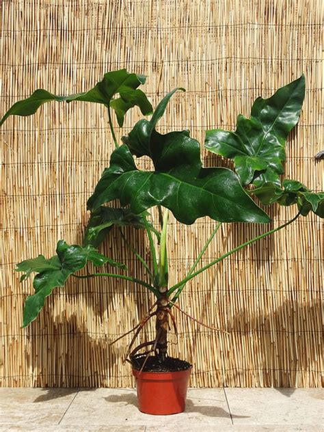 Филодендрон Биркин Фото Уход – Telegraph