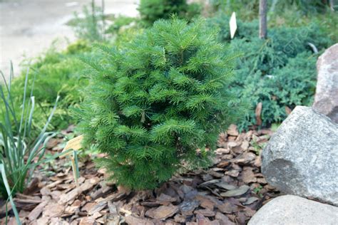 Picea Pungens Background Images, HD Pictures and Wallpaper For Free ...