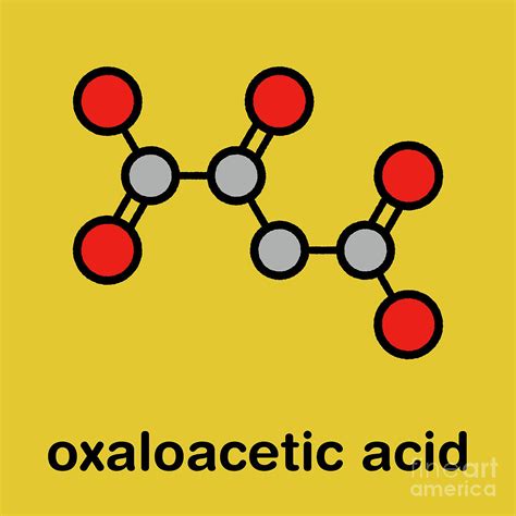 oxaloacetic acid metabolic intermediate molecule   molekuul