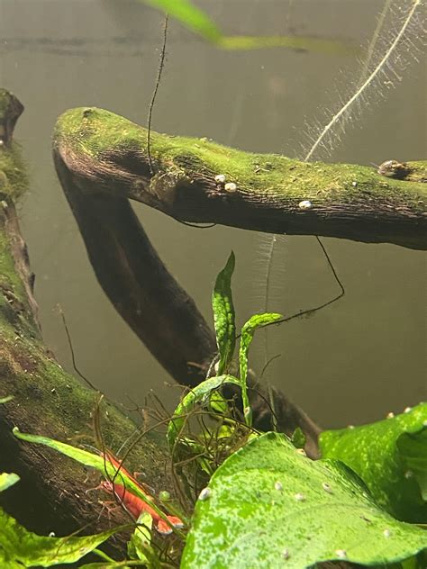 What are these little white bugs? : r/PlantedTank