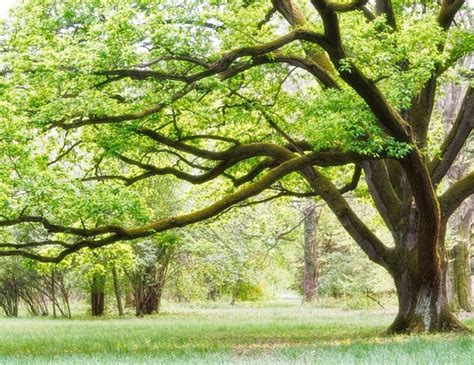 Harcos Előleg A fenti arboles y ramas Nyomornegyed toxicitás kivégez