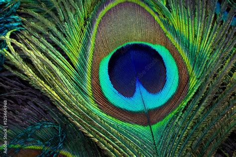 Feather. Feather background. Peafowl feather closeup. Peacock feather ...