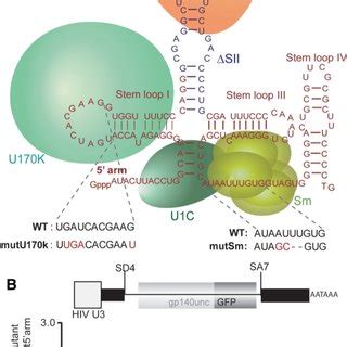 U1 snRNA enhances transcription independent of splicing (A) Hydrogen ...