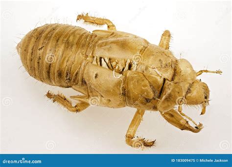 Exoskeleton of a Cicada after the Insect Has Departed Stock Image - Image of detail, insect ...