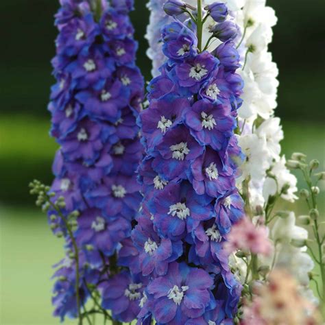 Delphinium Seeds - Guardian Blue | Flower Seeds in Packets & Bulk