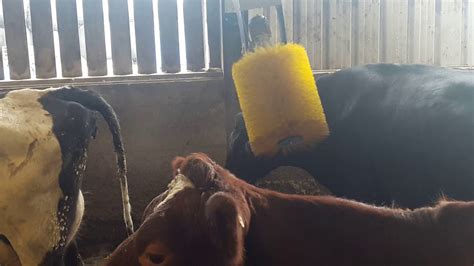 Delaval Cow Brush Back Scratcher Youtube