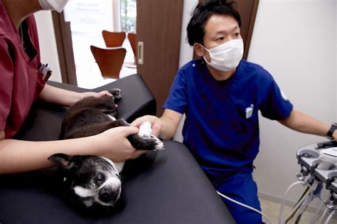 The Vet 南麻布動物病院動物健康診断センター｜動物病院の受付スタッフ募集｜動物病院・ペット業界の求人転職サイト｜ペットリクルート